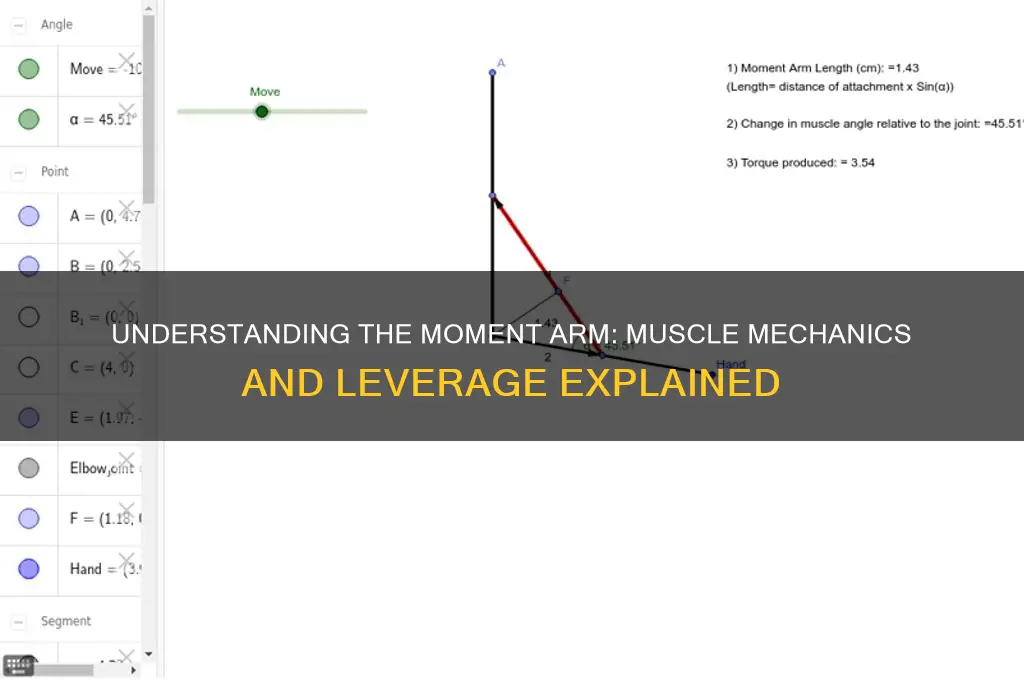 what is moment arm of a muscle