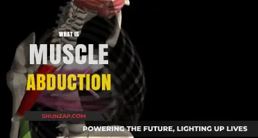 Understanding Muscle Abduction: Movement Away From the Midline
