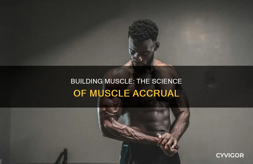 what is muscle accrual