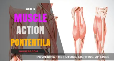 Unlocking Muscle Action Potentials: Understanding the Basics