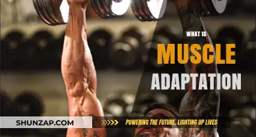 Muscle Adaptation: Unlocking the Secrets of Muscle Growth and Performance