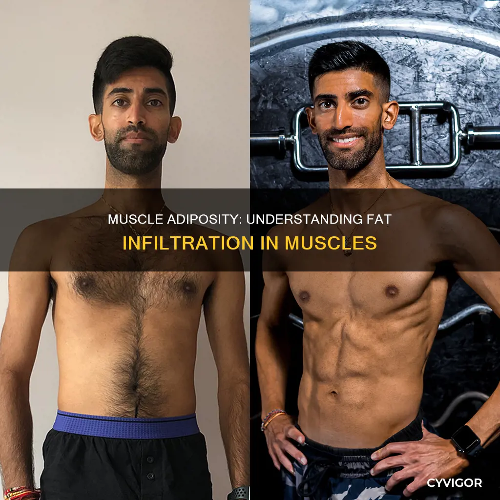 what is muscle adiposity