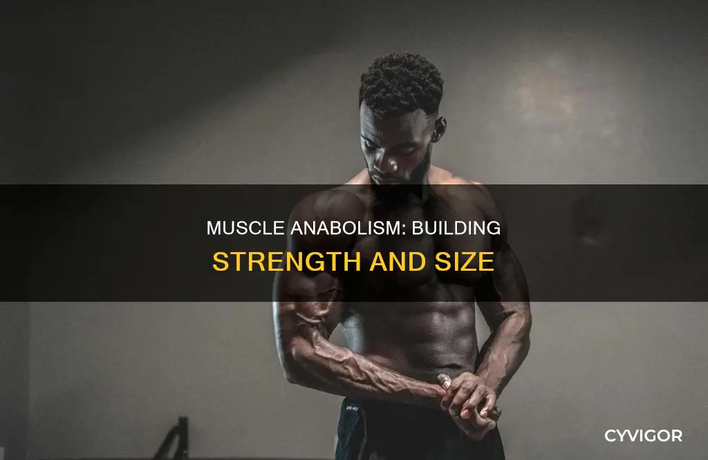 what is muscle anabolism