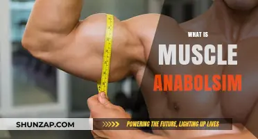 Building Muscle: Understanding Muscle Anabolism