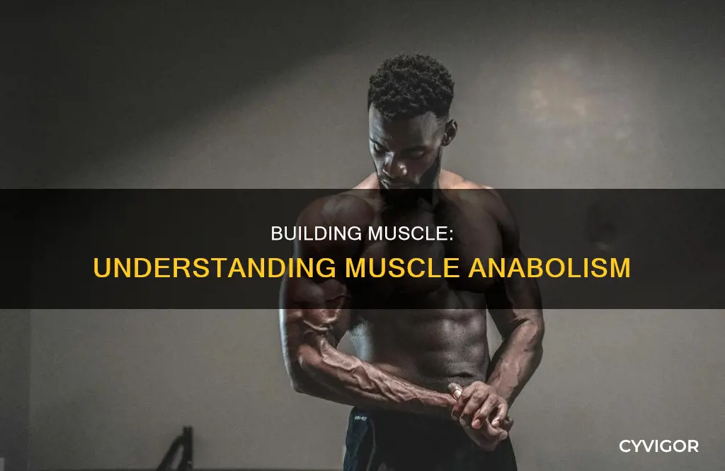 what is muscle anabolsim