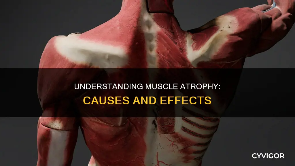what is muscle astrophy