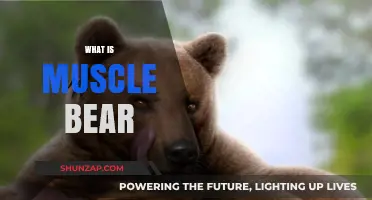 Muscle Bears: Who Are They?