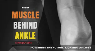 Understanding the Power of Your Ankles