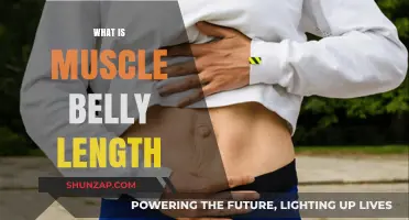 Unlocking Muscle Growth: Muscle Belly Length