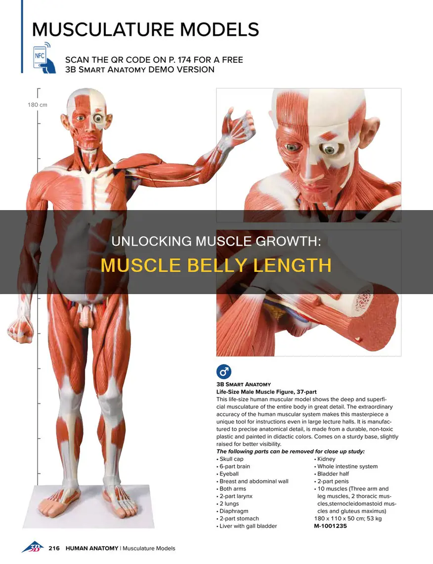 what is muscle belly length