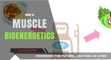 Unlocking Muscle Performance: Bioenergetics Explained