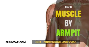 Understanding Muscles in the Armpit Area