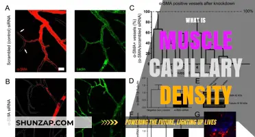 Understanding Muscle Capillary Density: Key to Performance