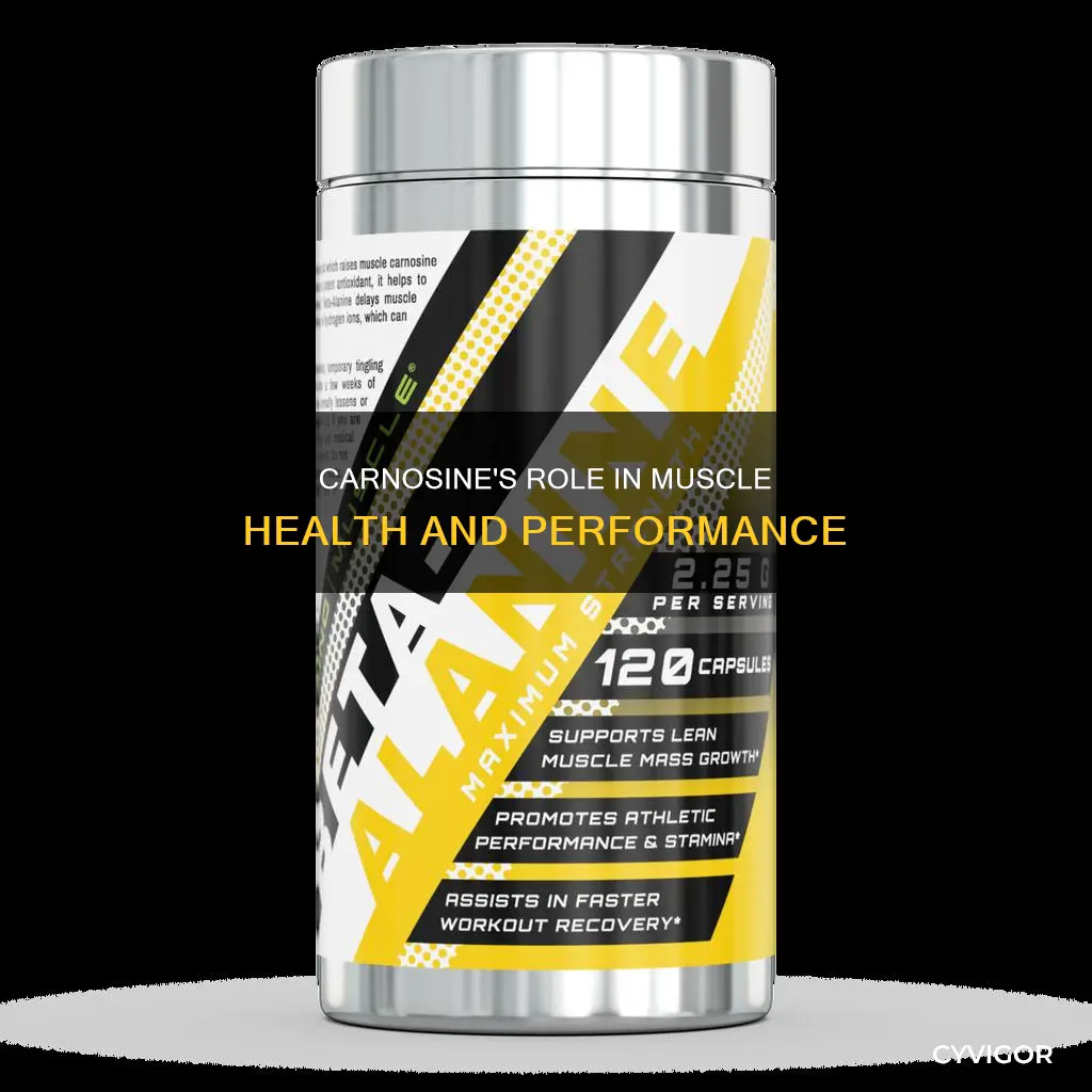 what is muscle carnosine