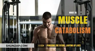 Understanding Muscle Catabolism: Breakdown and Prevention