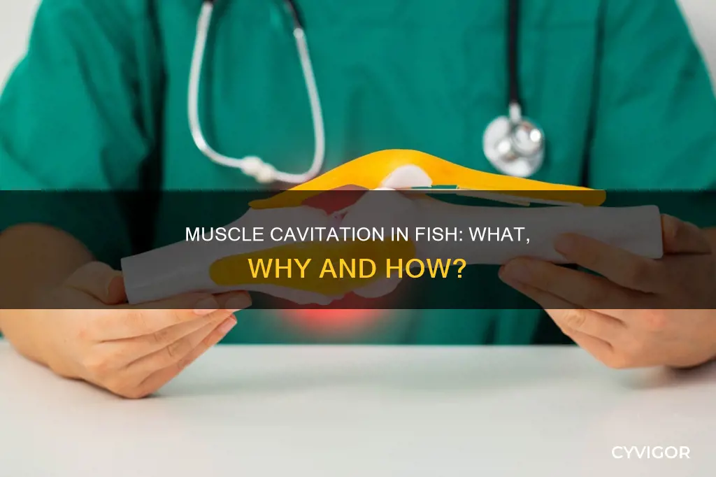 what is muscle cavitation fish