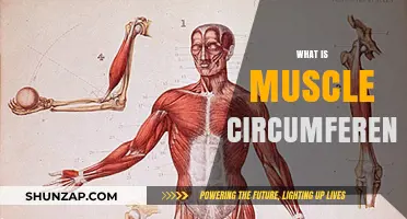 Understanding Muscle Growth: Circumference and Size