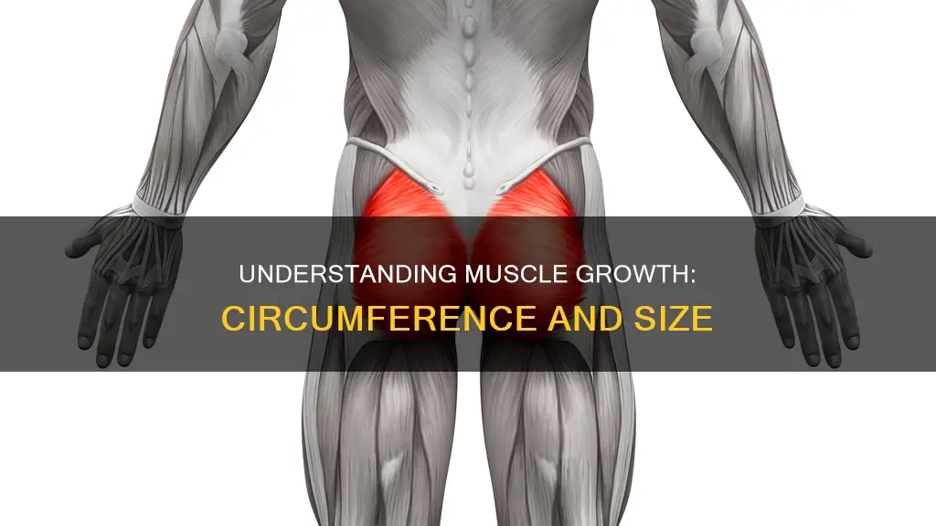 what is muscle circumference