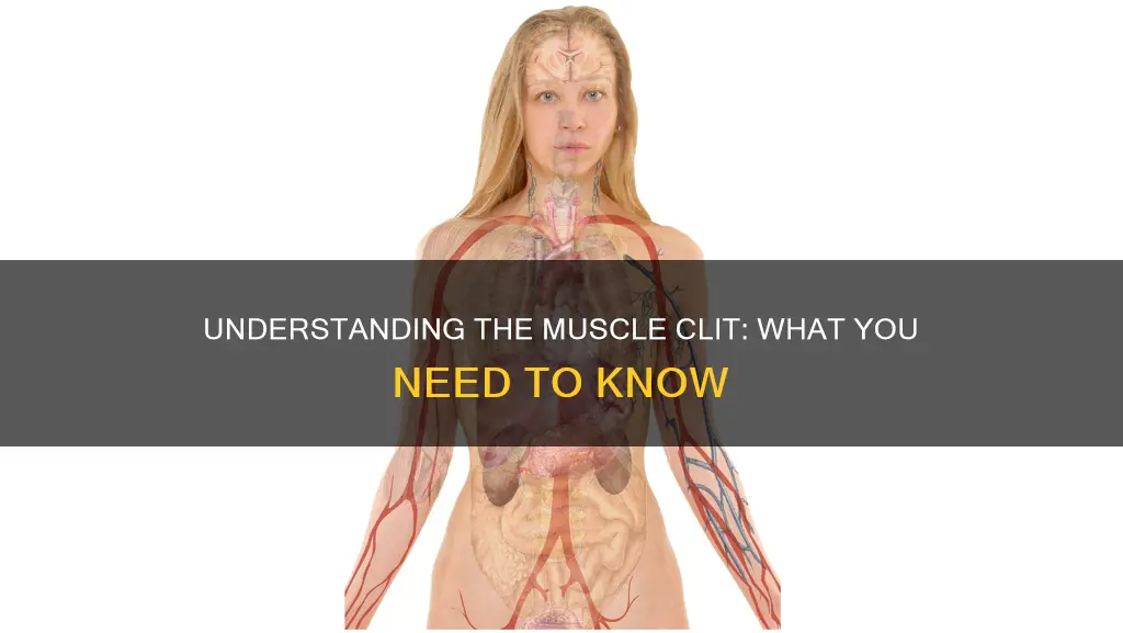 what is muscle clit