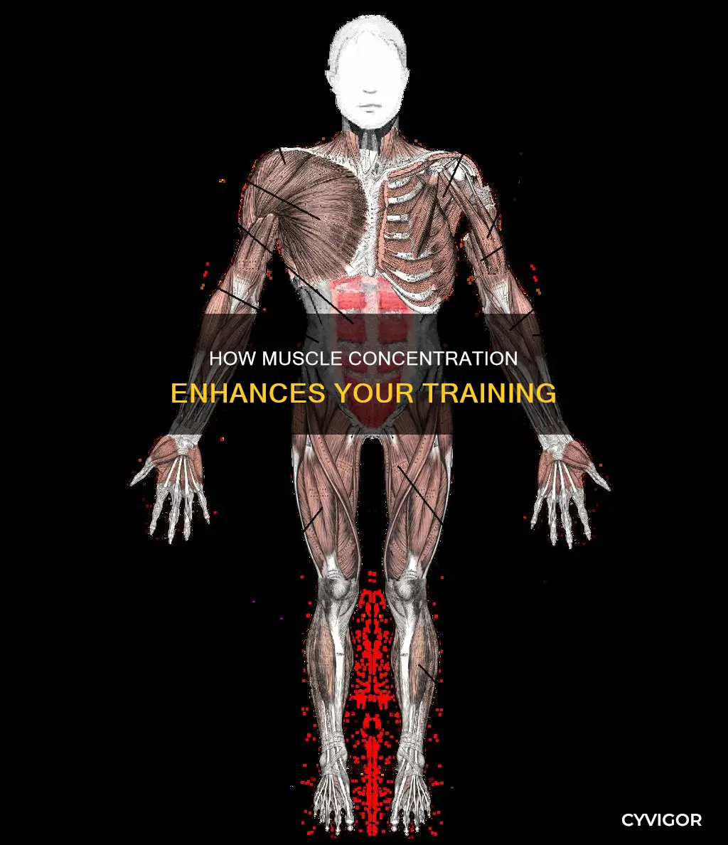 what is muscle concentration