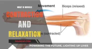 Understanding Muscle Contraction and Relaxation: A Comprehensive Guide