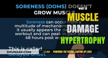 Muscle Damage Hypertrophy: The Science of Muscle Growth