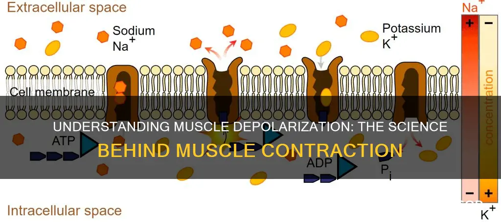 Understanding Muscle Depolarization The Science Behind Muscle Understanding Muscle Depolarization The Science Behind Muscle
