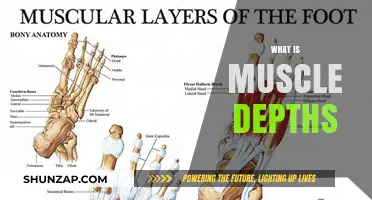 Understanding Muscle Depths: Layers of Human Muscular System