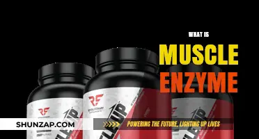 Muscle Enzyme Mystery: What Are They?