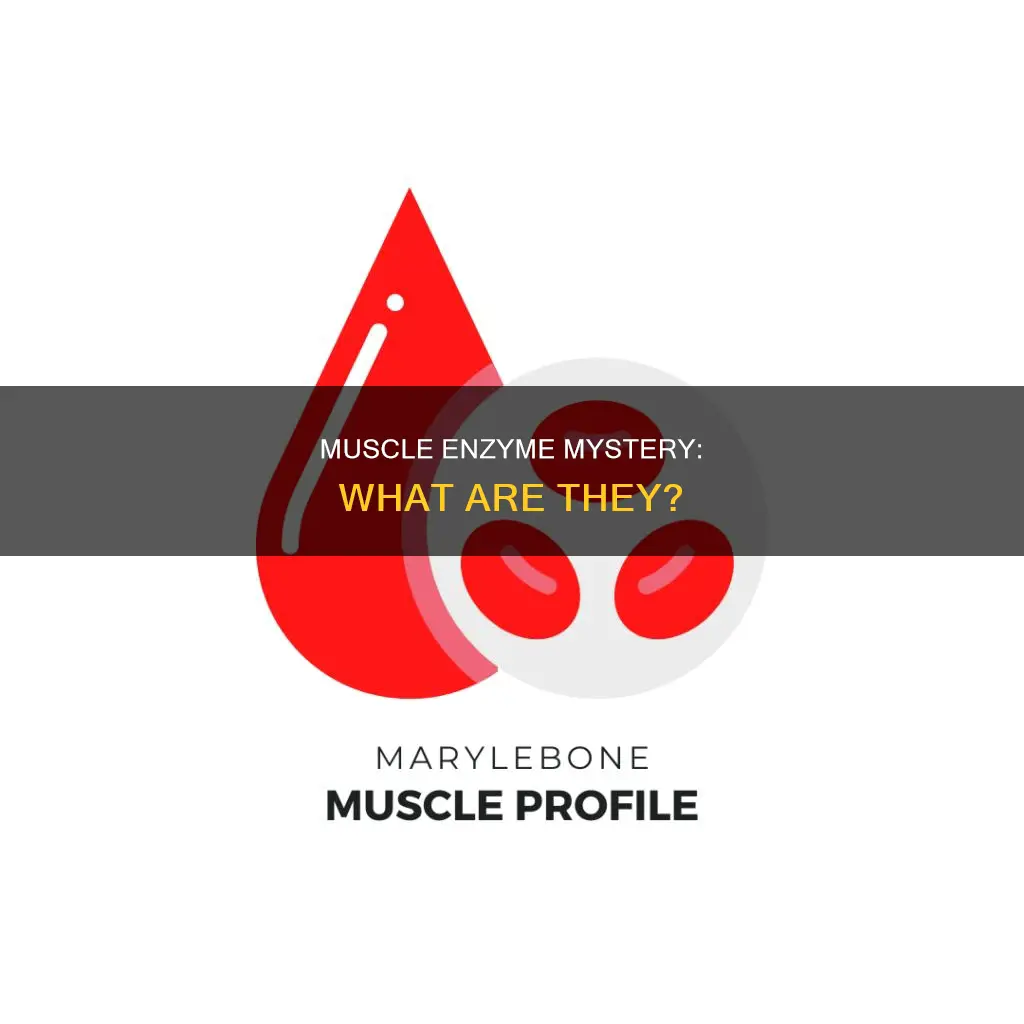 what is muscle enzyme