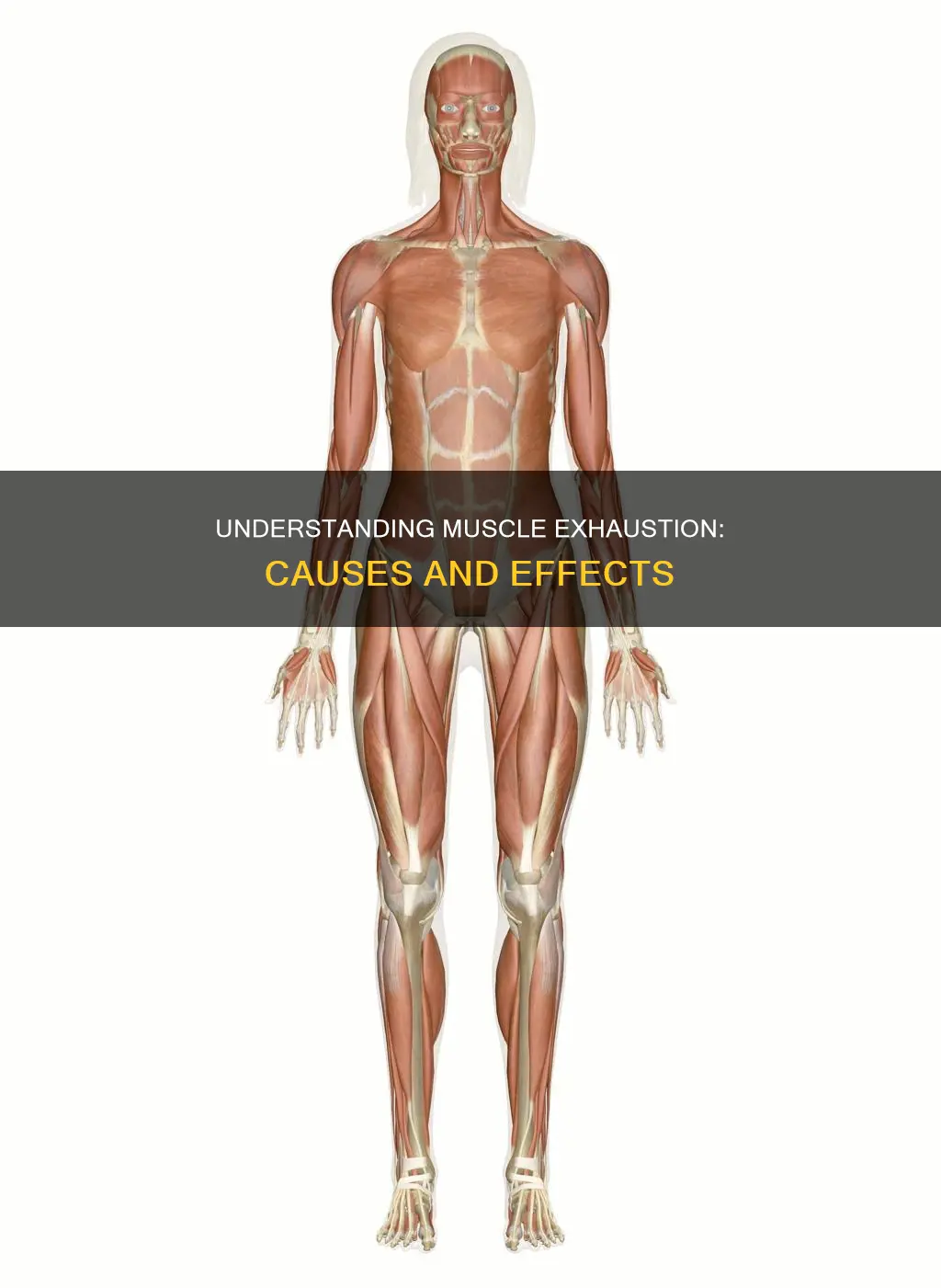 what is muscle exhaustion