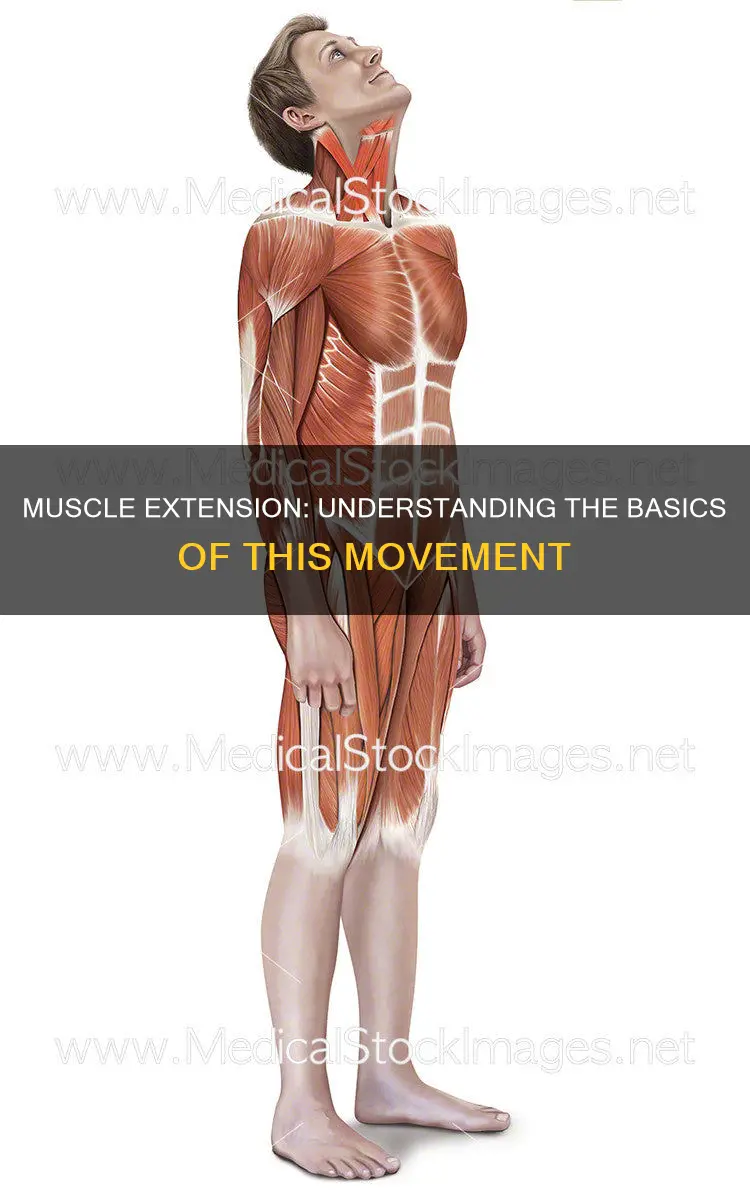 what is muscle extension