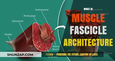 Exploring Muscle Fascicle Architecture and Function