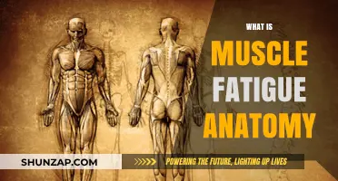 Understanding Muscle Fatigue: Anatomy of Exhaustion