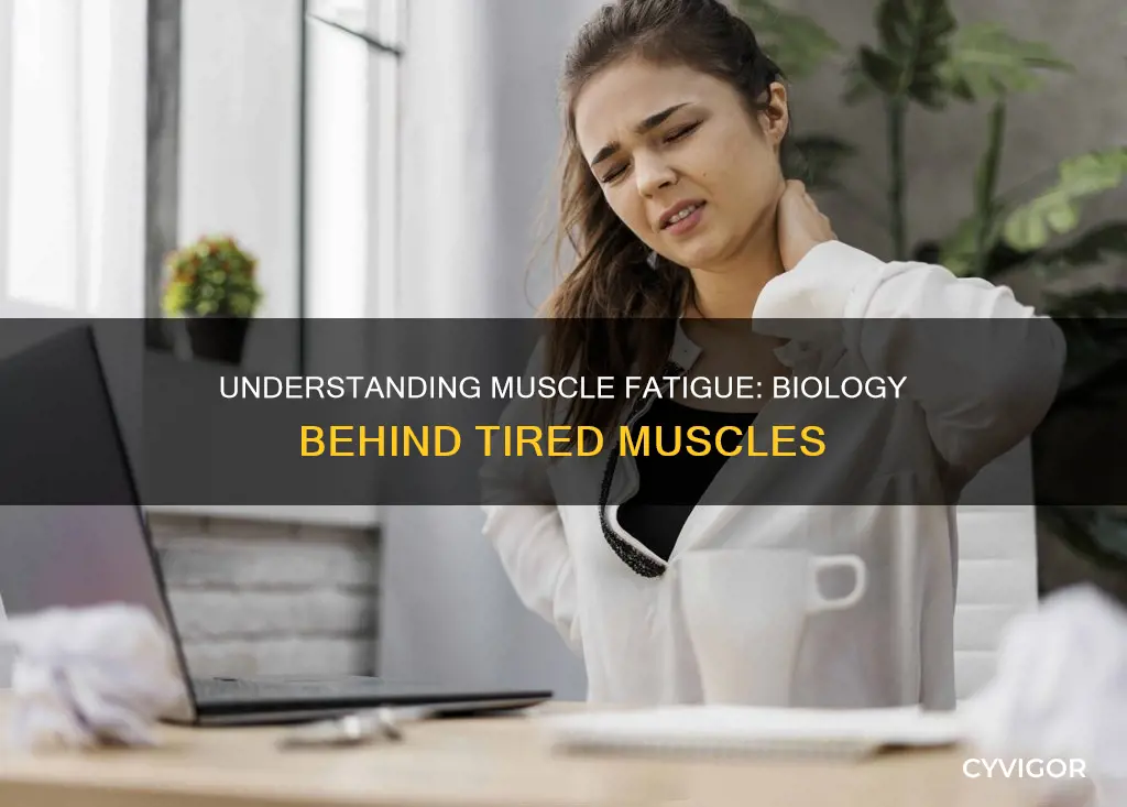 what is muscle fatigue biology