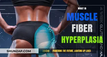 Muscle Fiber Hyperplasia: The Science of Muscle Growth