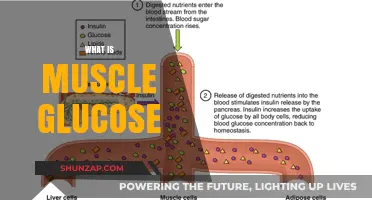 Muscle Glucose: Fueling Your Body's Engine