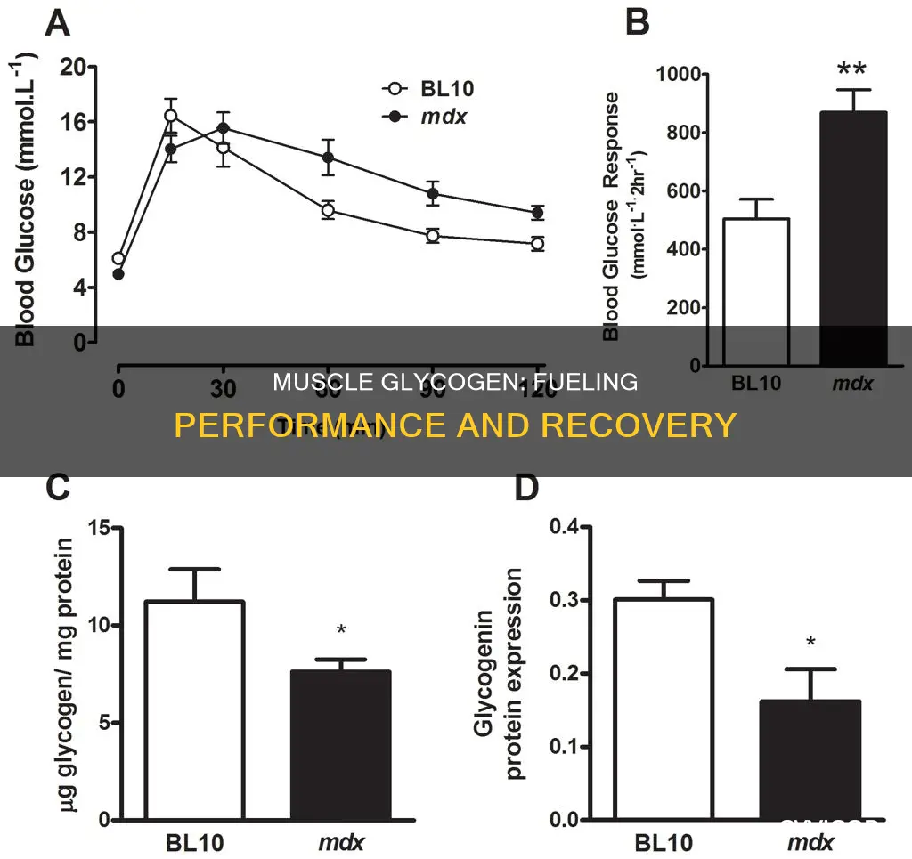 what is muscle glycogen concentrations
