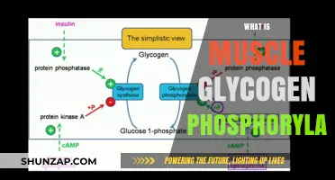 Muscle Glycogen Phosphorylase: Unlocking Muscle Energy Secrets