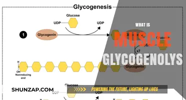 How Muscle Glycogenolysis Powers Your Workout