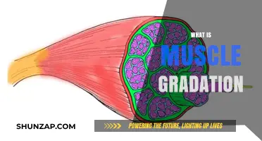 Building Muscle: Understanding Gradation for Success
