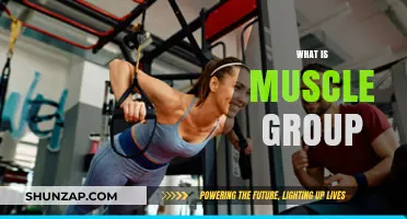 Understanding Muscle Groups: Essential Guide to Targeted Strength Training
