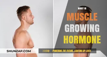 Understanding Muscle Growth Hormone: Benefits, Functions, and Natural Boosting Tips