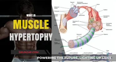 Understanding Muscle Hypertrophy: Building Strength and Size