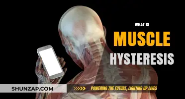 Muscle Hysteresis: Understanding the Science of Muscle Memory