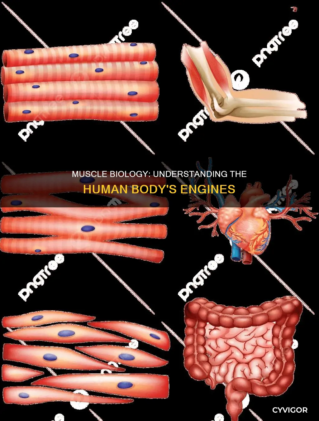 what is muscle in biology