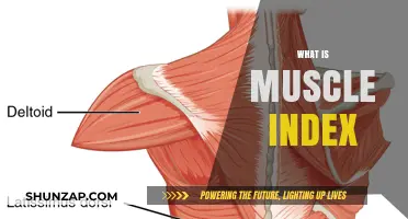 Understanding Muscle Index: A Key to Fitness Success
