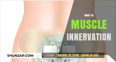 Understanding Muscle Innervation: Neural Control of Muscles