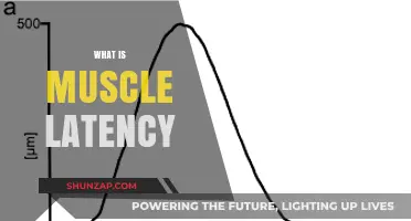 Understanding Muscle Latency: The Brain-Muscle Connection