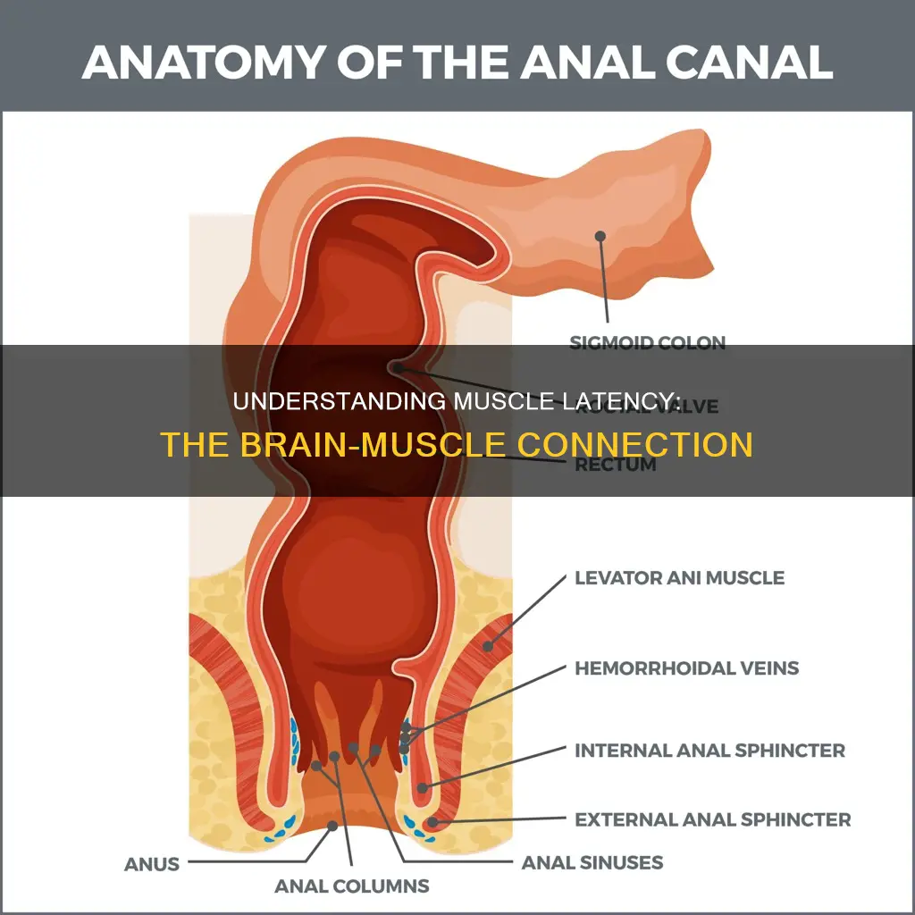 what is muscle latency